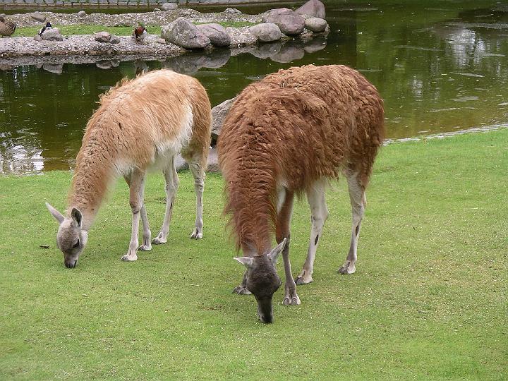 Berlijn 2009 ZOO155.jpg